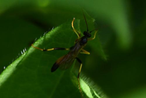 Ctenopelmatinae